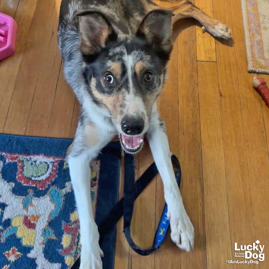 Enlarge Lopez, a Adoptable Australian Shepherd in Washington, DC image 1/3