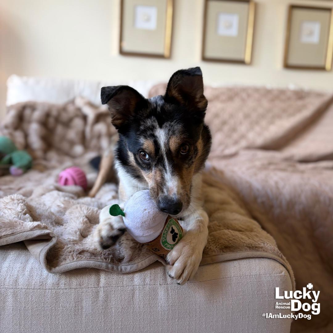 Enlarge Lopez, a Adoptable Australian Shepherd in Washington, DC image 2/3