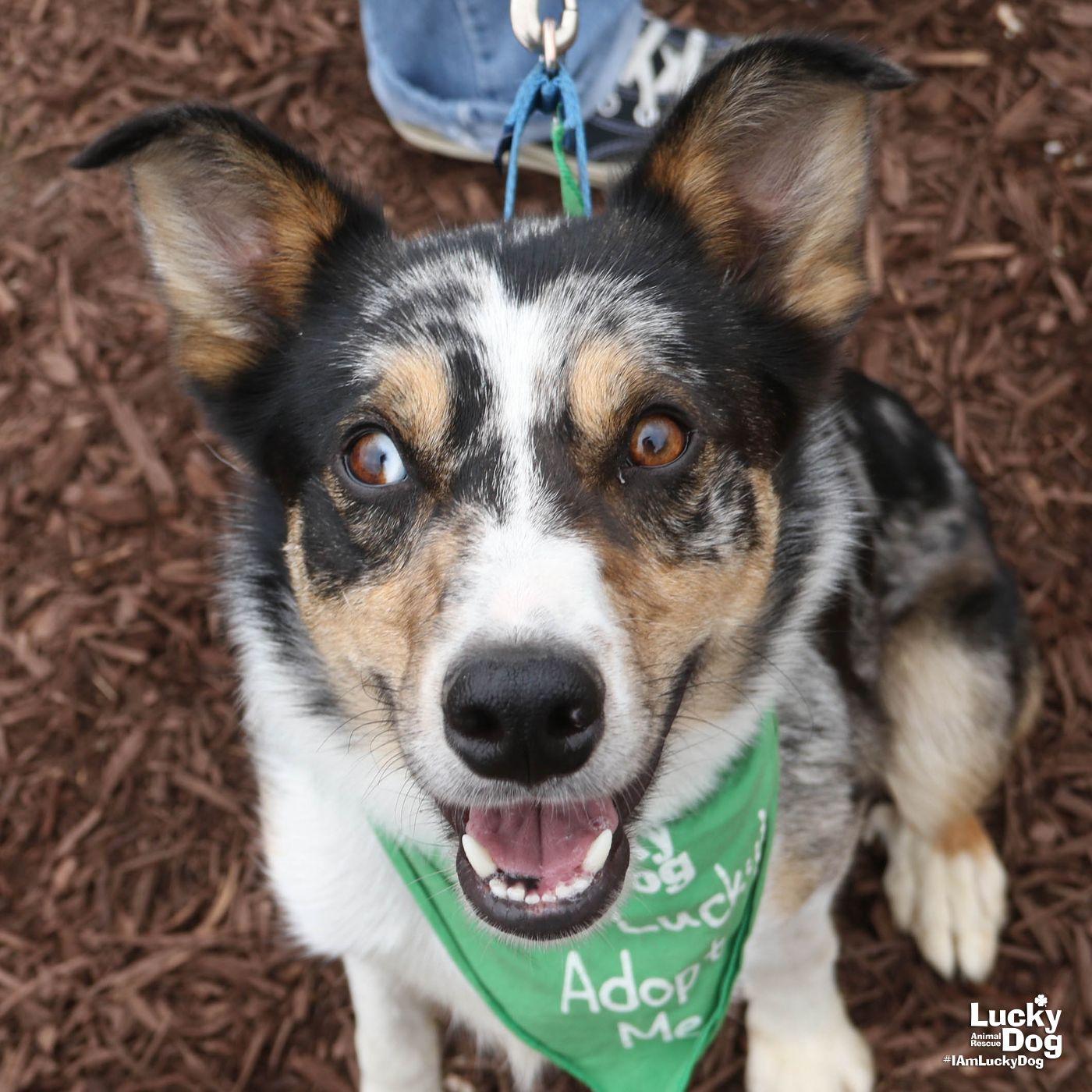 Enlarge Lopez, a Adoptable Australian Shepherd in Washington, DC image 3/3