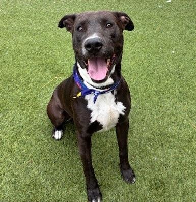 SPIKE, Adoptable, Young Male Pit Bull Terrier.