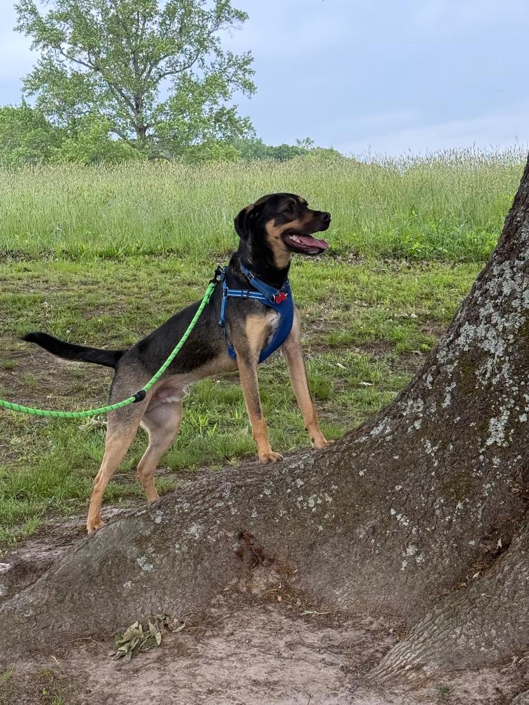 Mandolin, Adoptable, Young Male Labrador Retriever & Rottweiler.