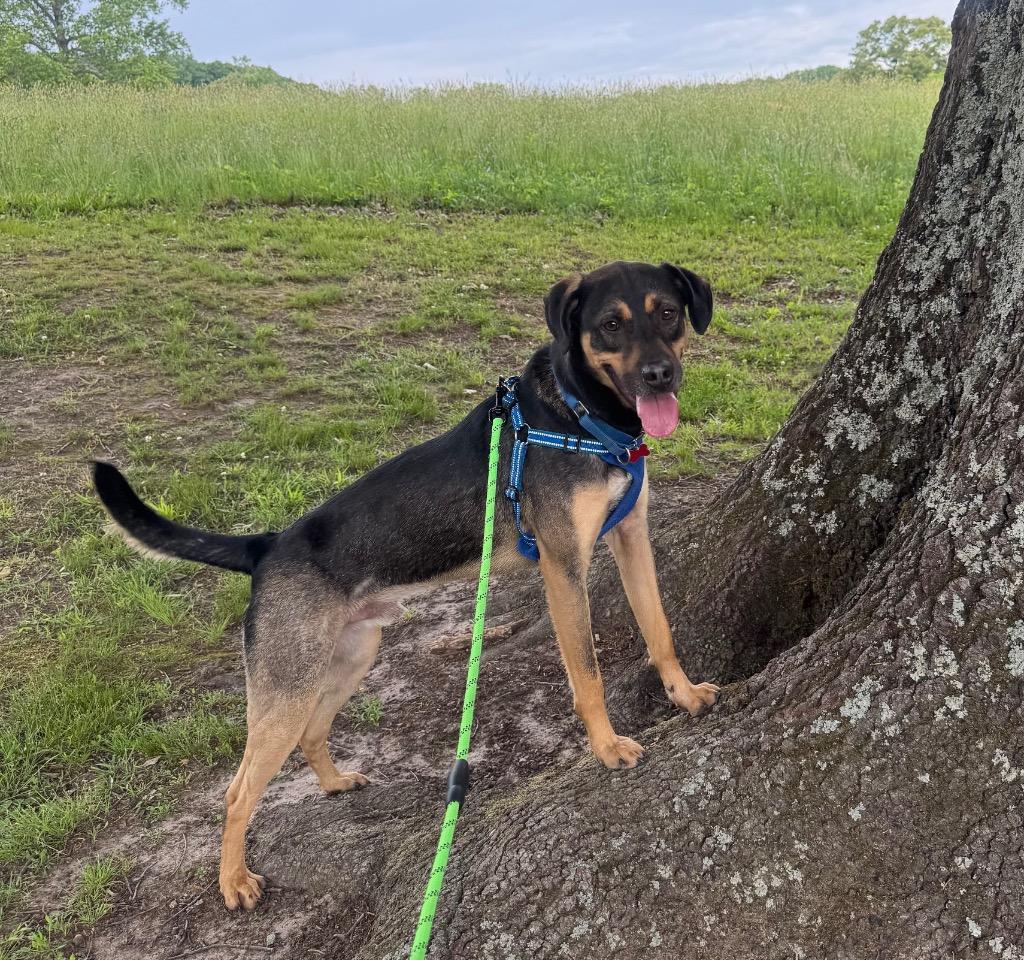 Enlarge Mandolin, a Adoptable mixed breed in Dalton, GA image 2/6
