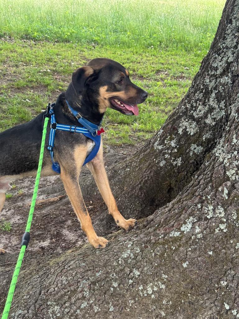Enlarge Mandolin, a Adoptable mixed breed in Dalton, GA image 3/6