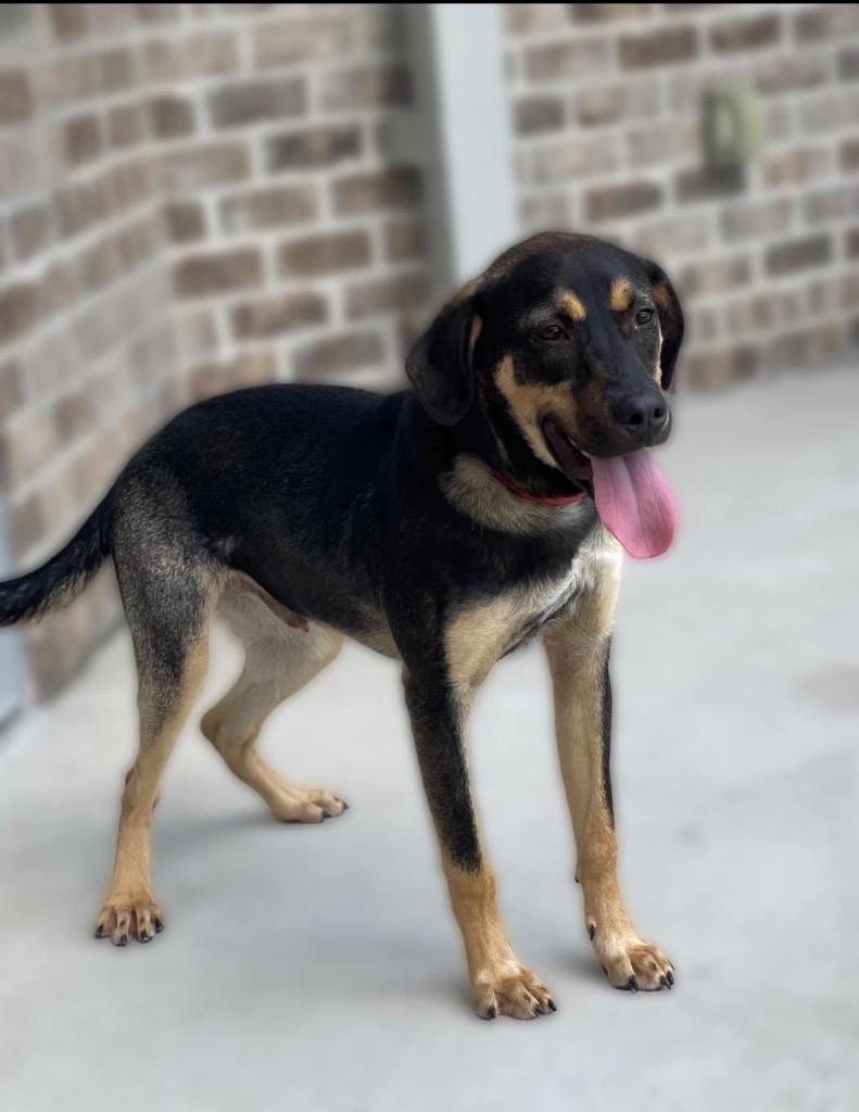 Mandolin, Adoptable, Adult Male Labrador Retriever & Rottweiler.