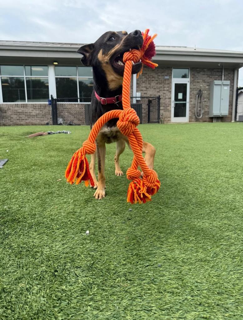 Mandolin, Adoptable, Young Male Labrador Retriever & Rottweiler.