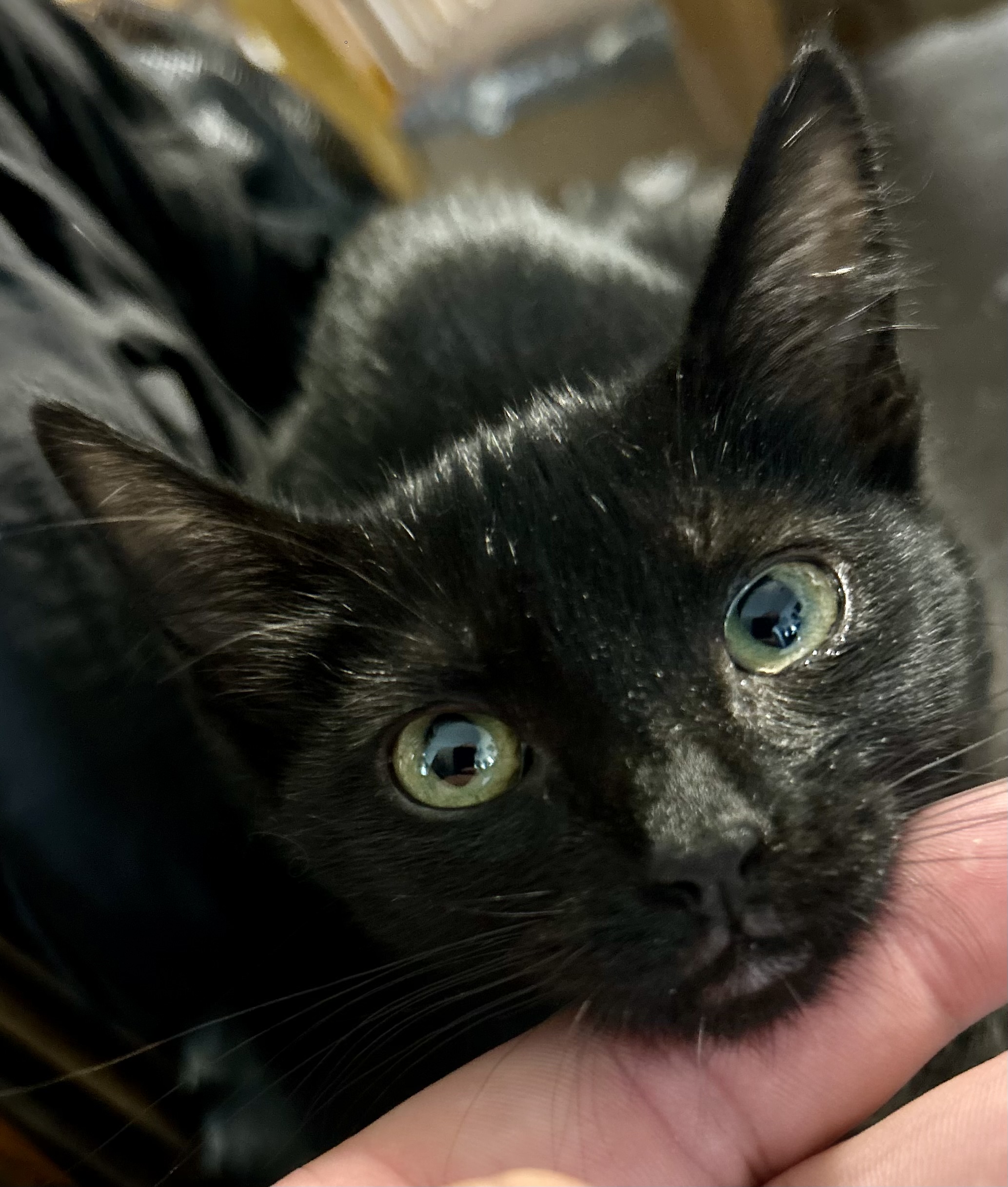 Rush, an adopted American Shorthair in HARTFORD, AL_image-1