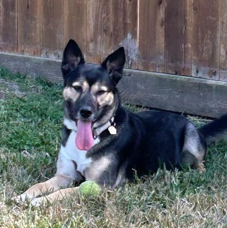 Shelly Seashells the Sweet Kid Friendly Snugglepup — thumbnail 4