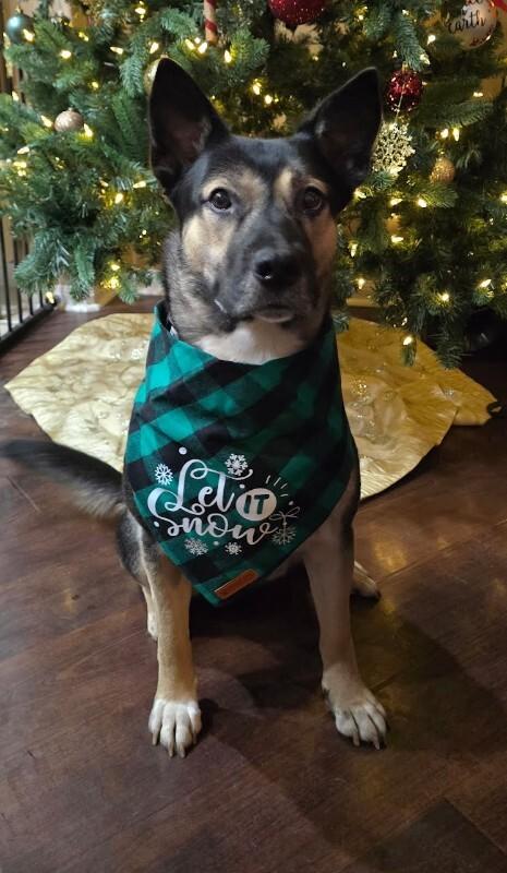 Shelly Seashells the Sweet Kid Friendly Snugglepup — thumbnail 5