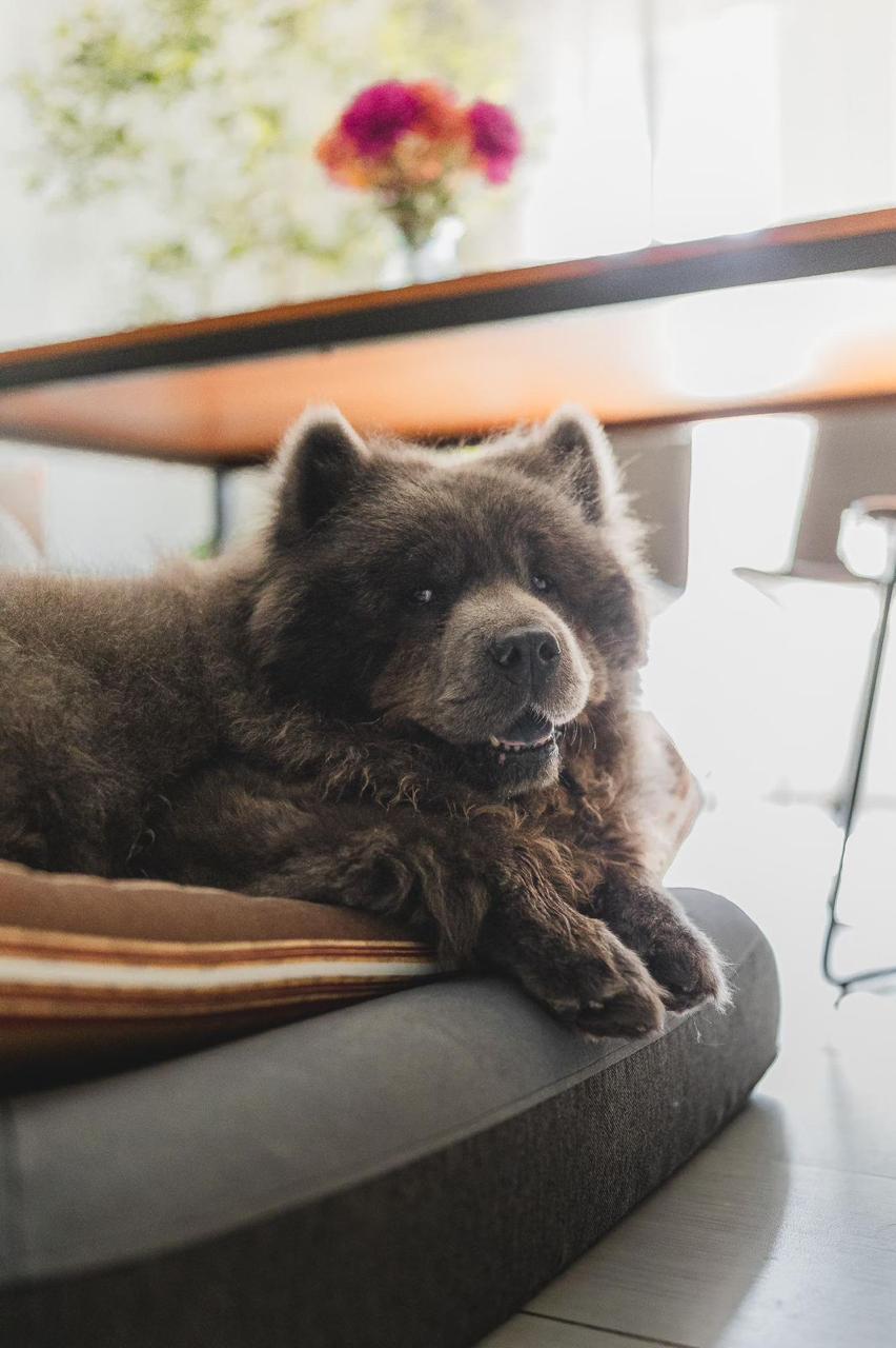 Enlarge Baloo, a ADOPTABLE Chow Chow in Los Angeles, CA image 6/6