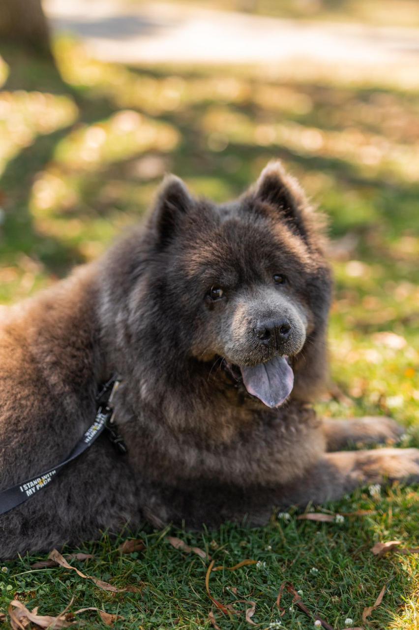 Enlarge Baloo, a ADOPTABLE Chow Chow in Los Angeles, CA image 5/6