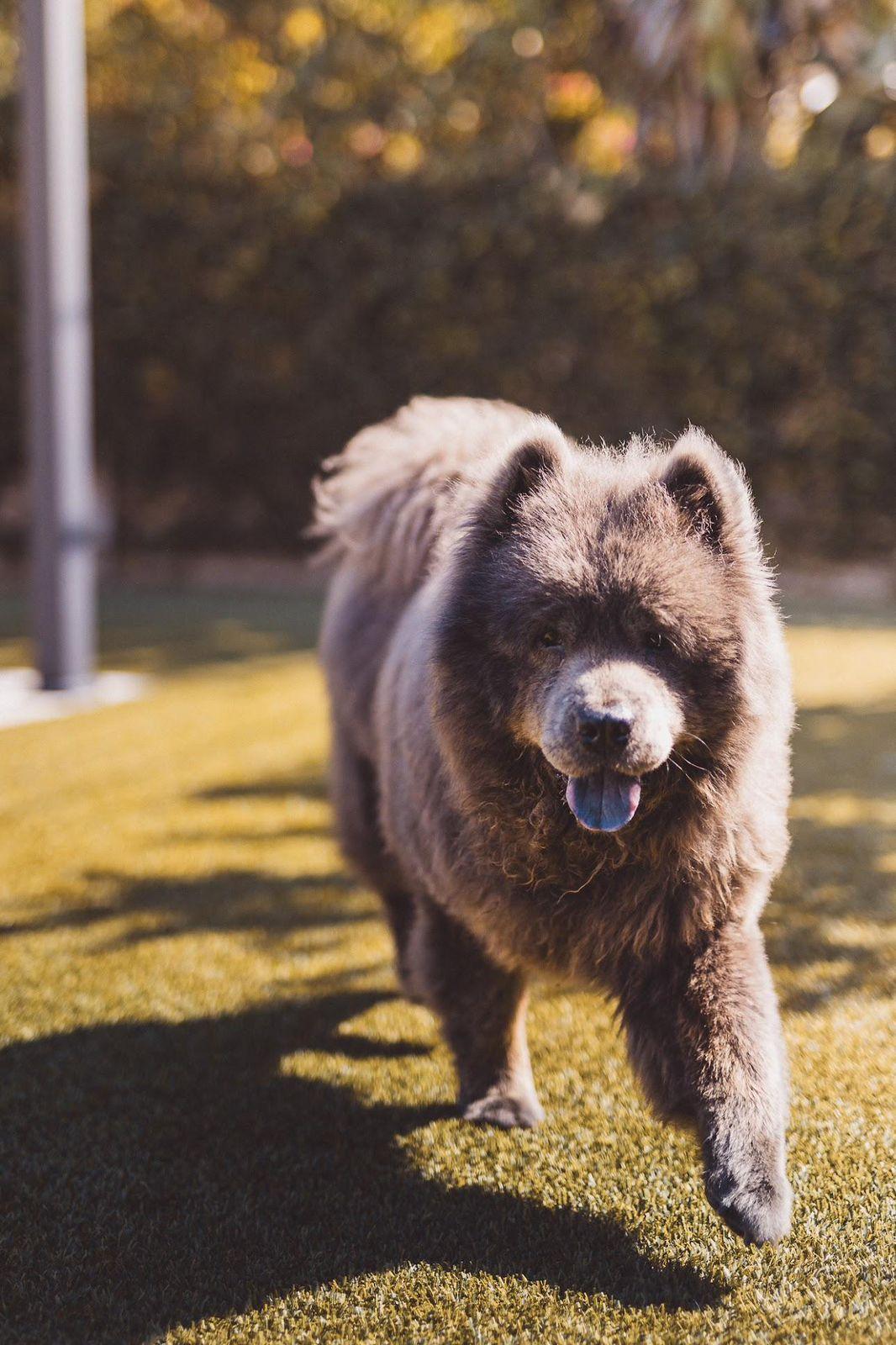 Enlarge Baloo, a ADOPTABLE Chow Chow in Los Angeles, CA image 2/6