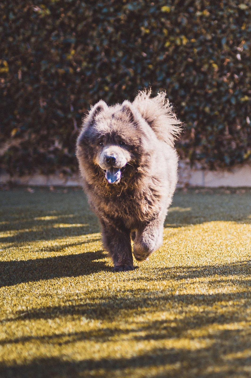 Baloo, ADOPTABLE, Senior Male Chow Chow.