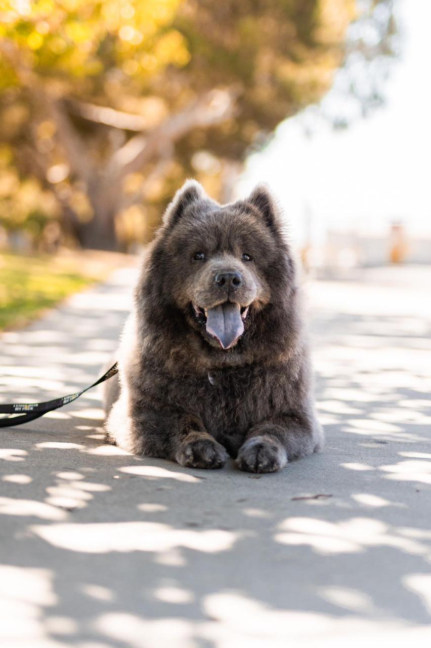 Enlarge Baloo, a ADOPTABLE Chow Chow in Los Angeles, CA image 3/6