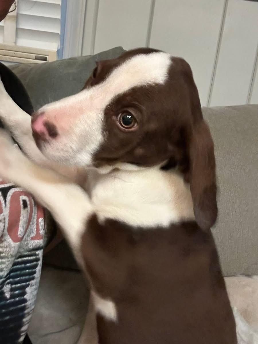 Enlarge Carmella, a ADOPTABLE mixed breed in Woodbury, NJ image 2/2