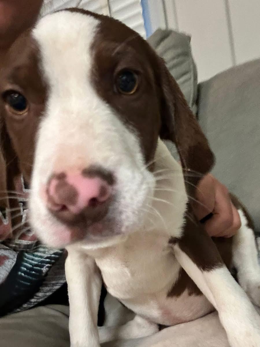 Carmella, ADOPTABLE, Puppy Female Beagle.