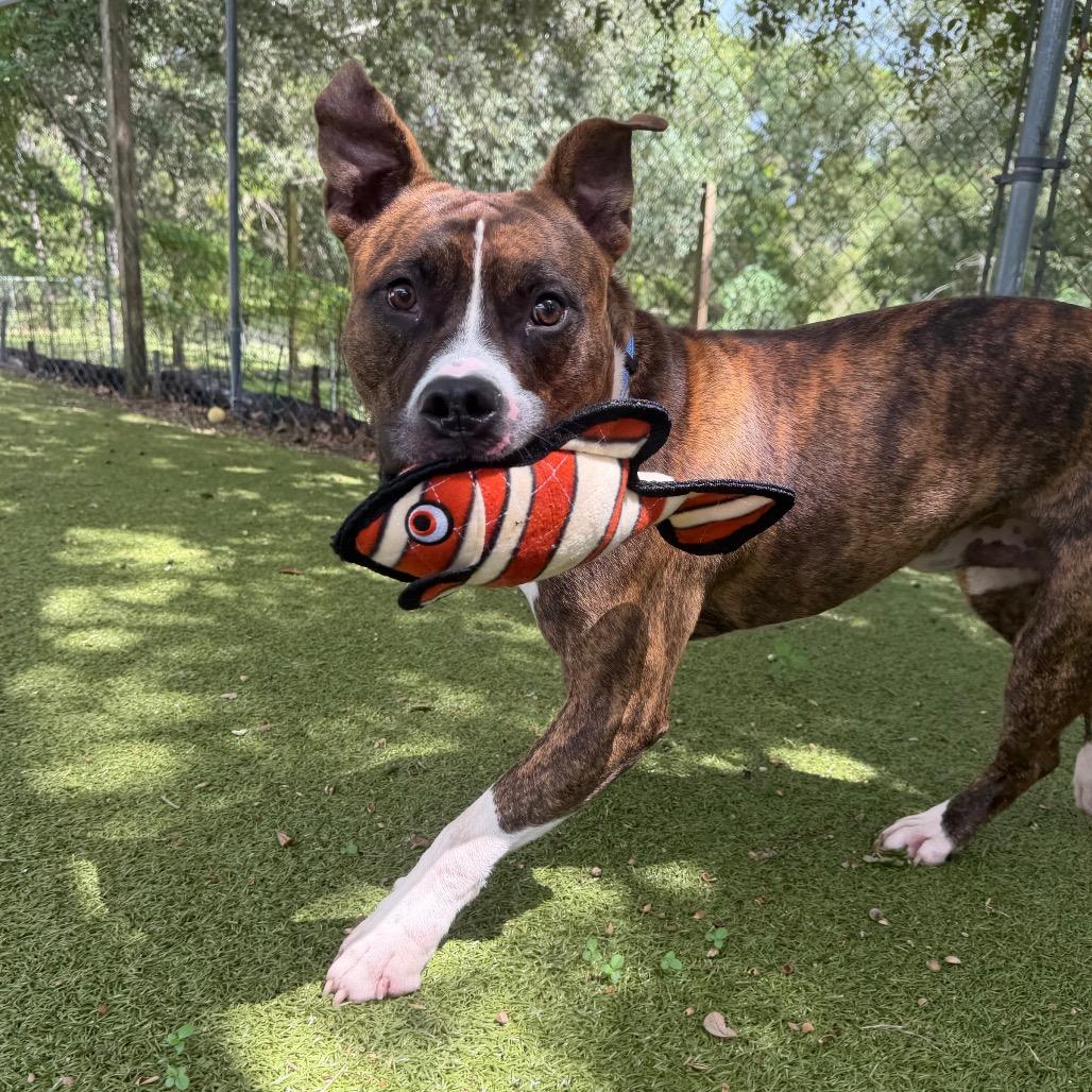 Oogie Boogie, Adoptable, Adult Male Mixed Breed.