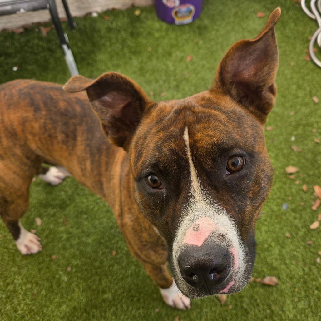Enlarge Oogie Boogie, a Adoptable Mixed Breed in Titusville, FL image 2/6