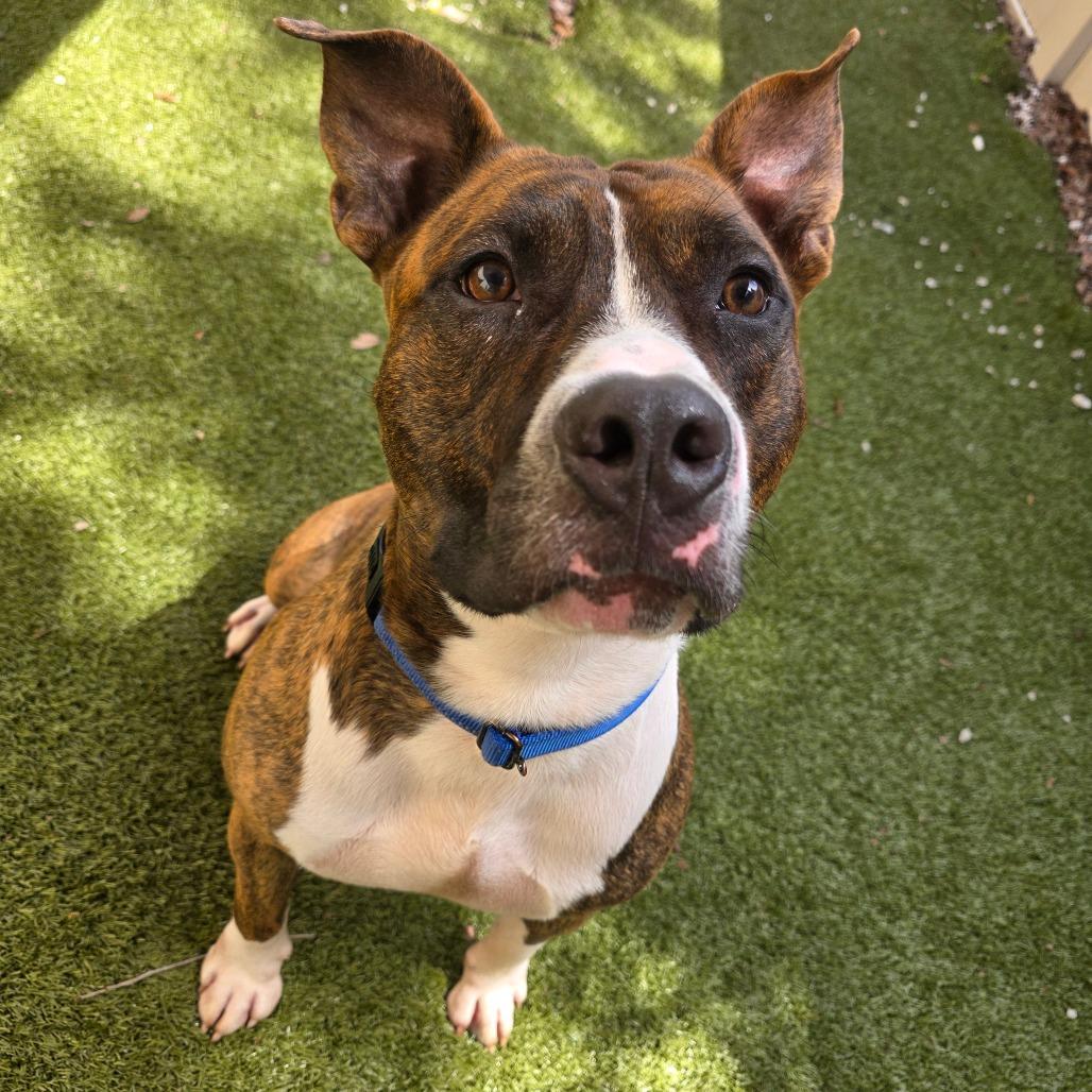 Enlarge Oogie Boogie, a Adoptable Mixed Breed in Titusville, FL image 3/6