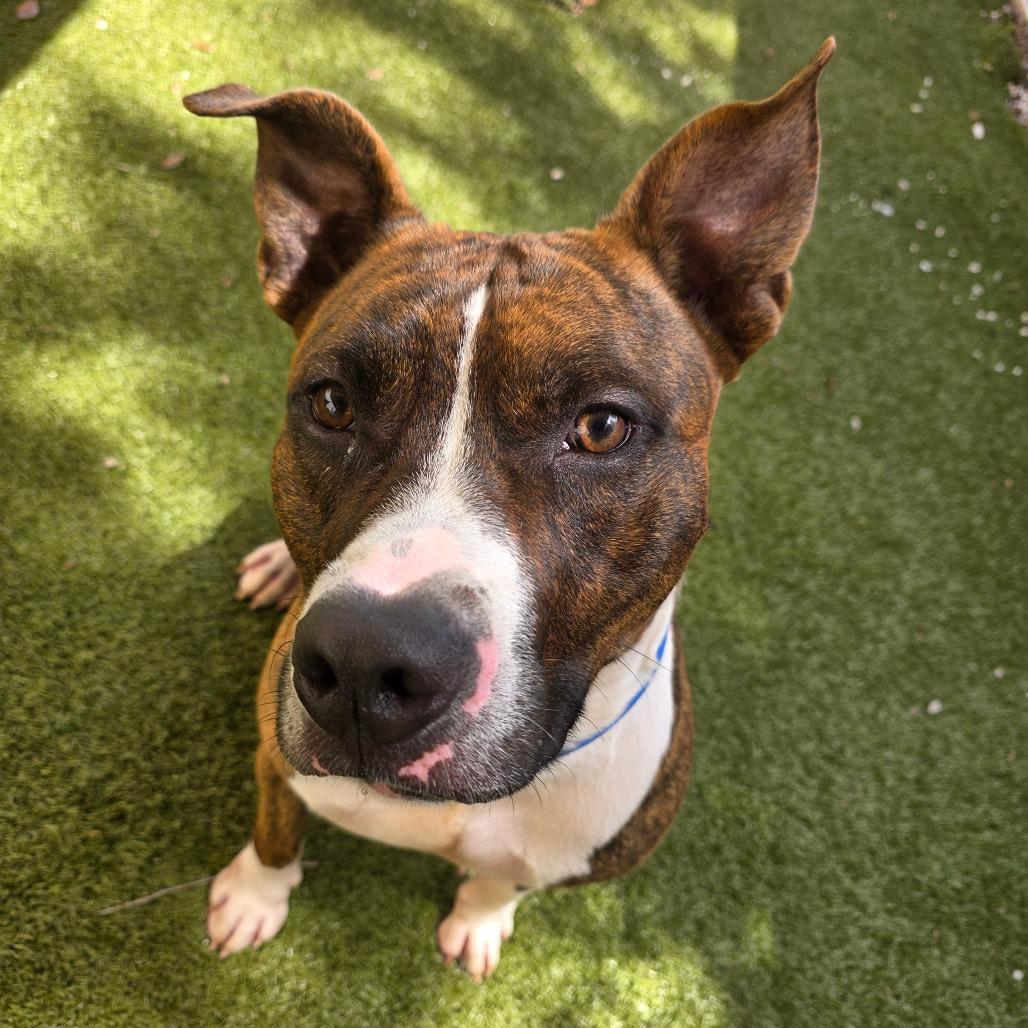 Enlarge Oogie Boogie, a Adoptable Mixed Breed in Titusville, FL image 4/6