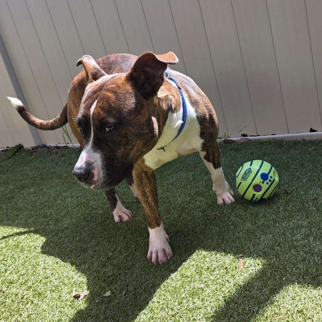 Enlarge Oogie Boogie, a Adoptable Mixed Breed in Titusville, FL image 5/6