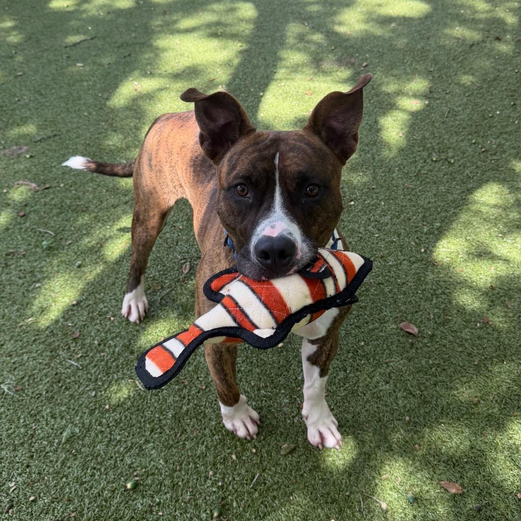 Enlarge Oogie Boogie, a Adoptable Mixed Breed in Titusville, FL image 6/6