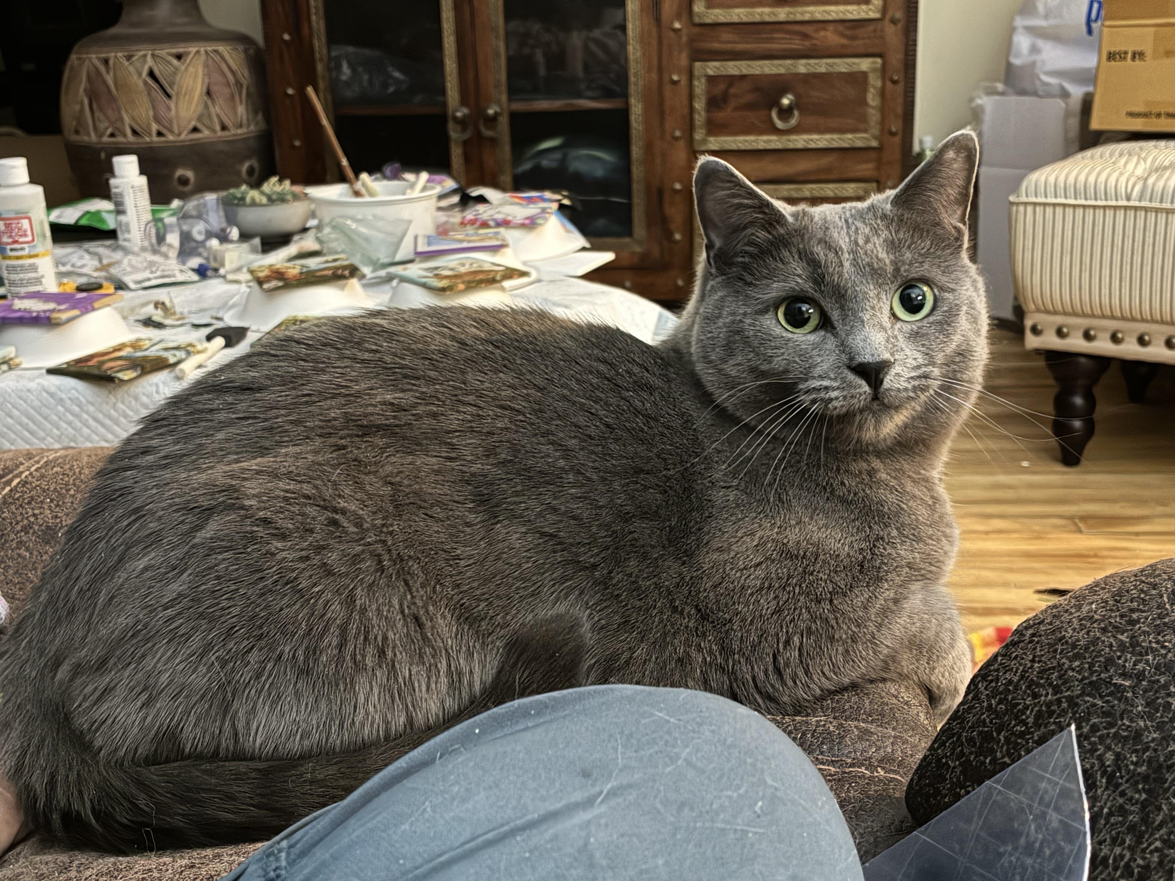 Mamba, ADOPTABLE, Young Male Domestic Short Hair.