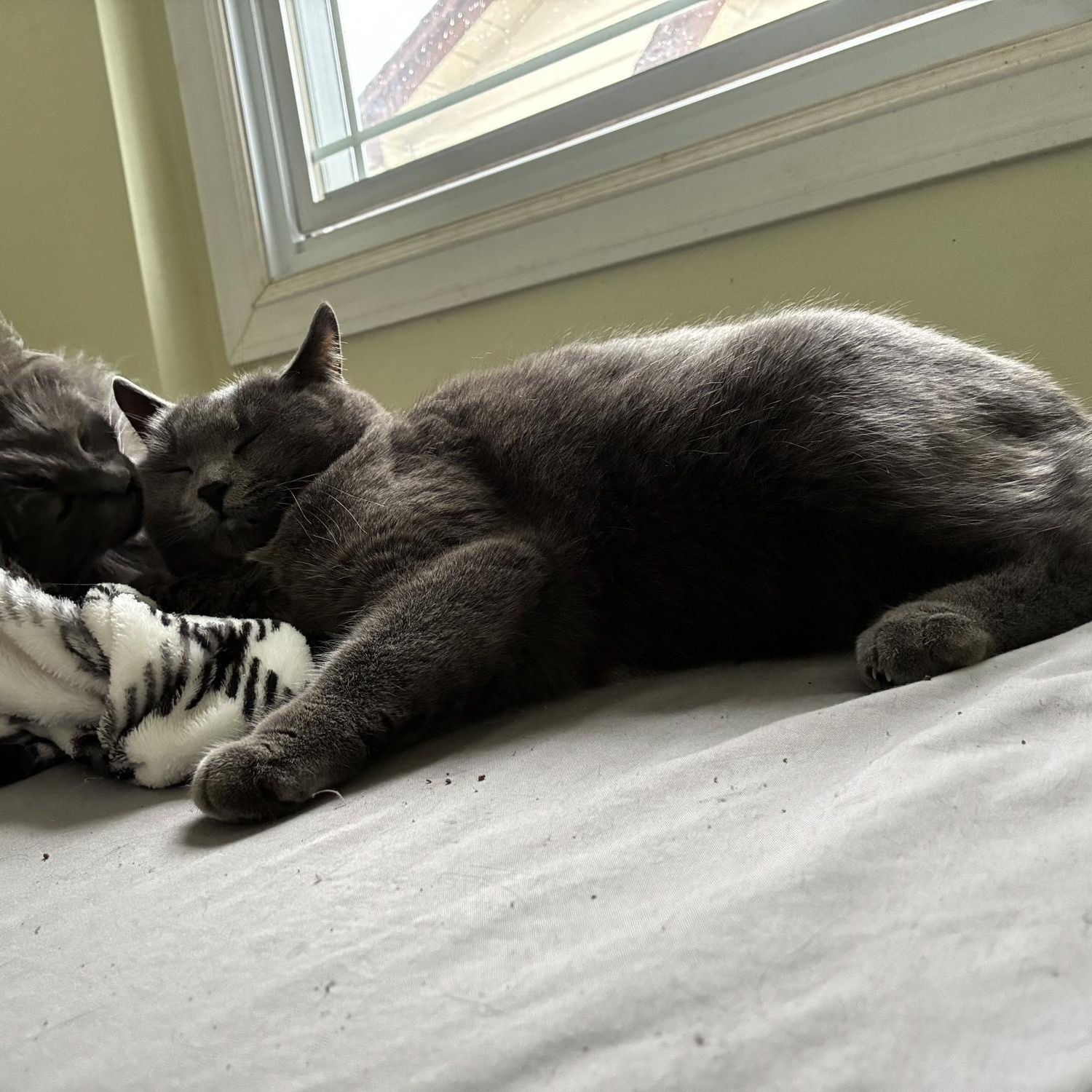 Mamba, a ADOPTABLE Domestic Short Hair in Ottawa, ON image 2/4
