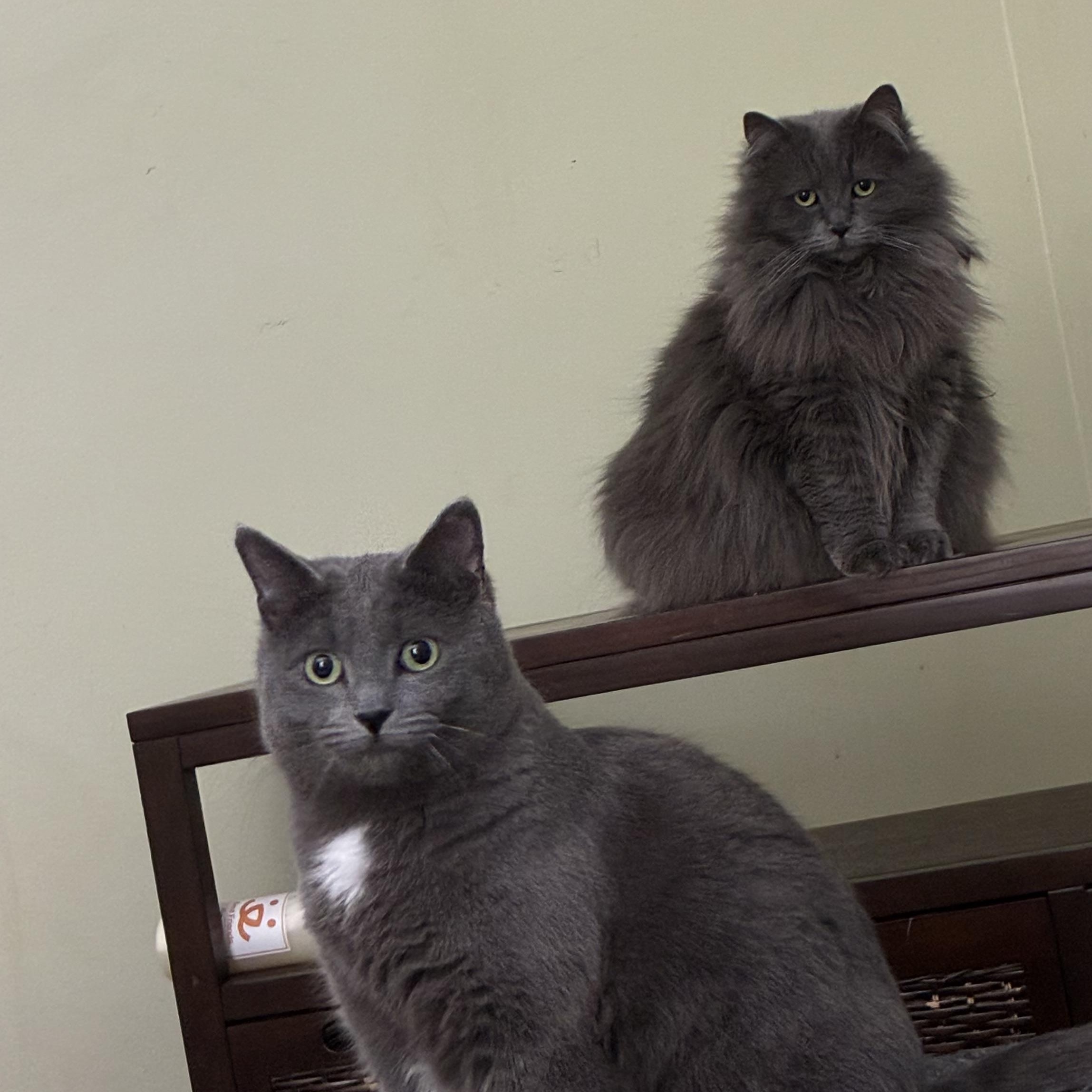 Mamba, a ADOPTABLE Domestic Short Hair in Ottawa, ON image 3/4