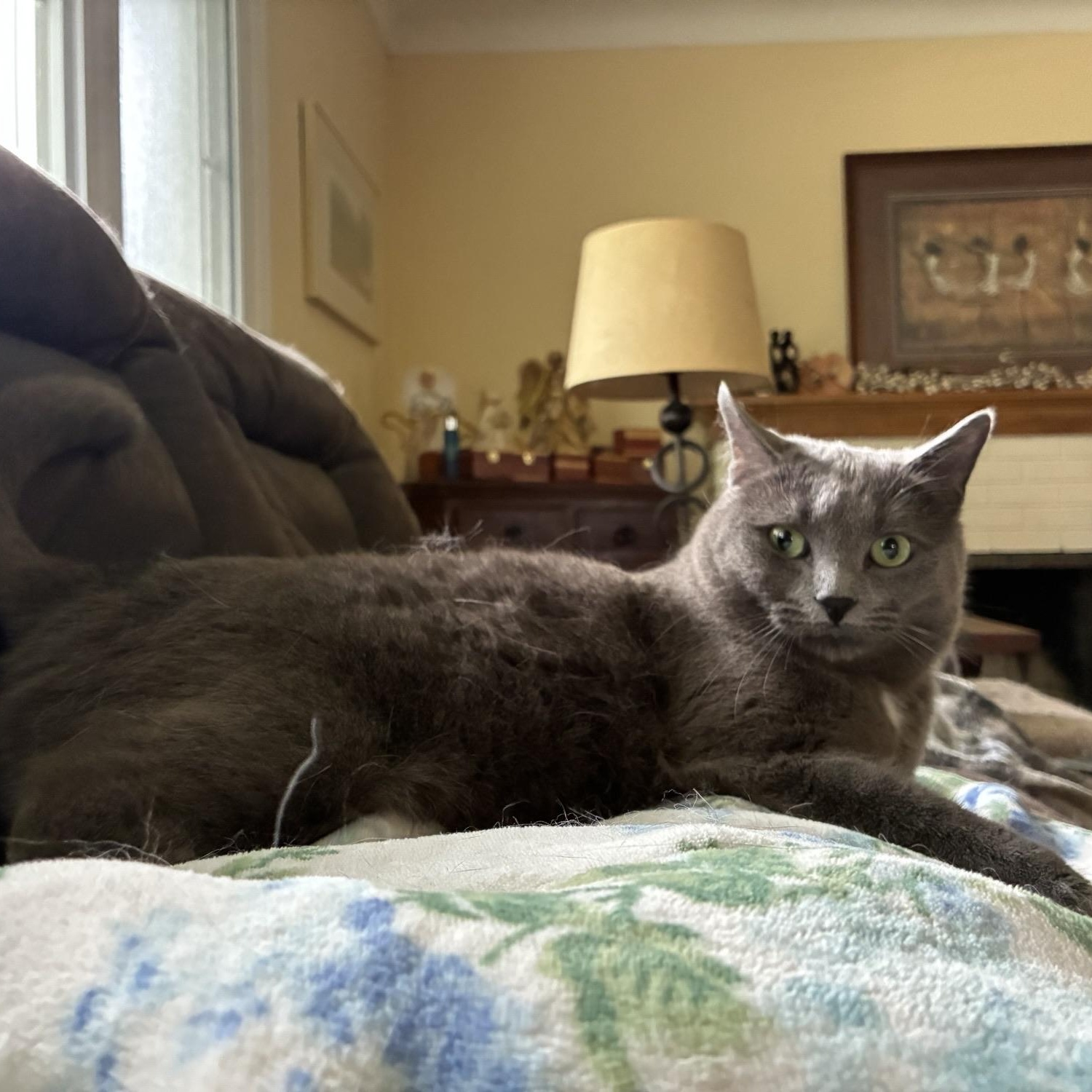 Mamba, a ADOPTABLE Domestic Short Hair in Ottawa, ON image 4/4