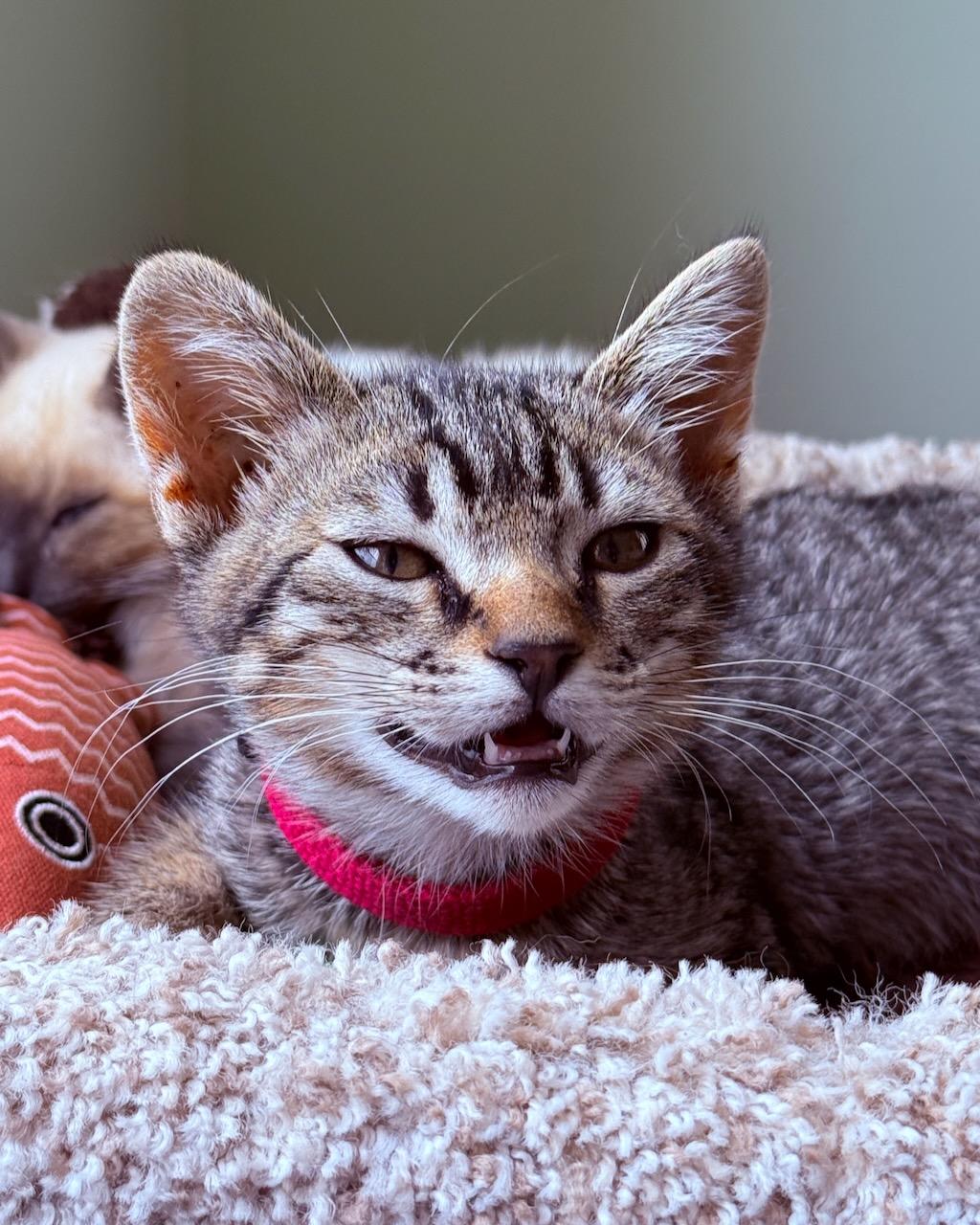 Ziggy (bonded with Stardust), a Adoptable Domestic Short Hair in San Francisco, CA image 1/6