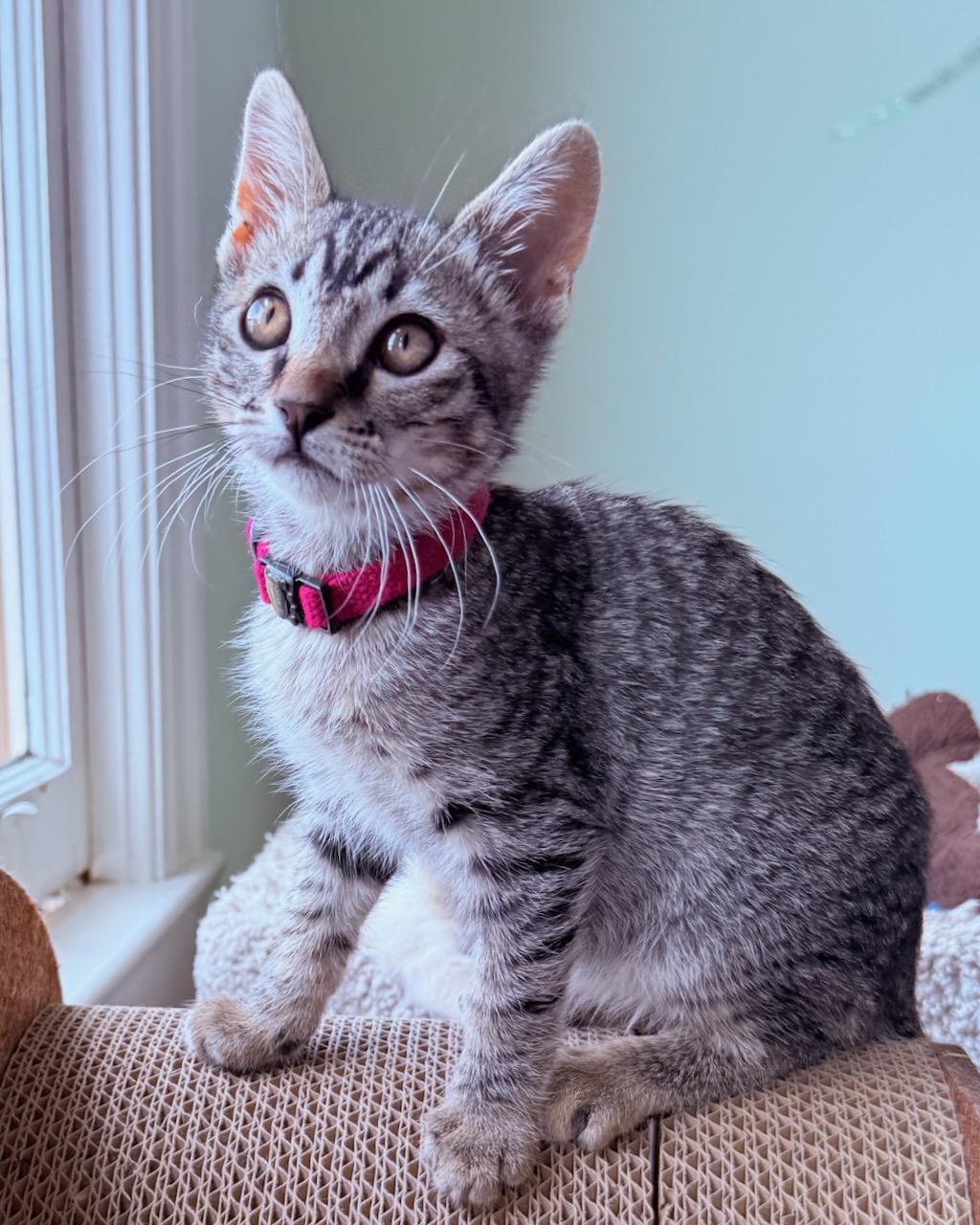 Ziggy (bonded with Stardust), a Adoptable Domestic Short Hair in San Francisco, CA image 2/6