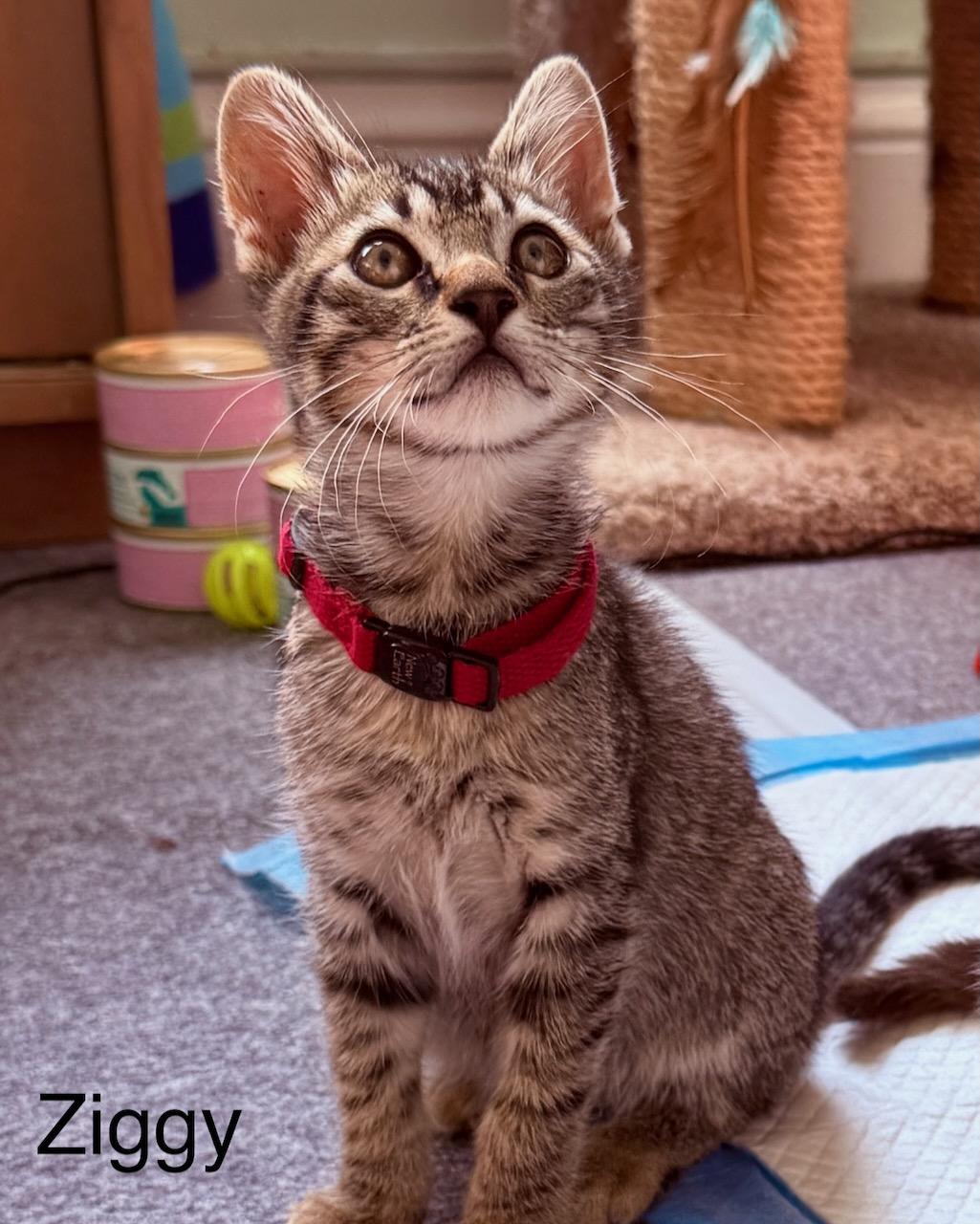 Ziggy (bonded with Stardust), a Adoptable Domestic Short Hair in San Francisco, CA image 6/6