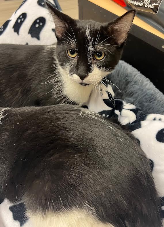 Dipper & Mabel, Adoptable, Young Male Domestic Medium Hair.