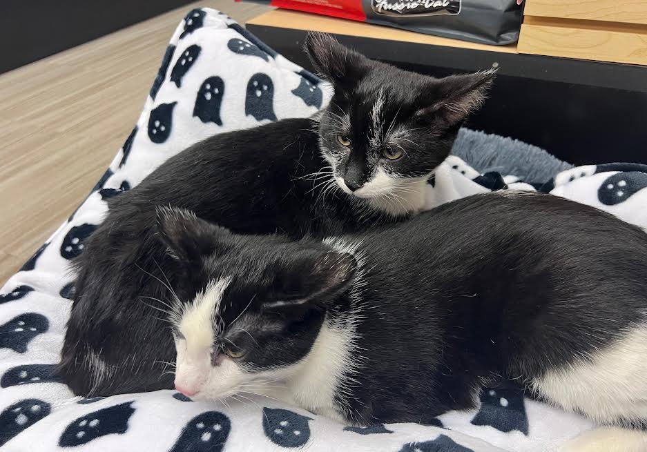 Dipper & Mabel, a Adoptable Domestic Medium Hair in South Elgin, IL image 2/5