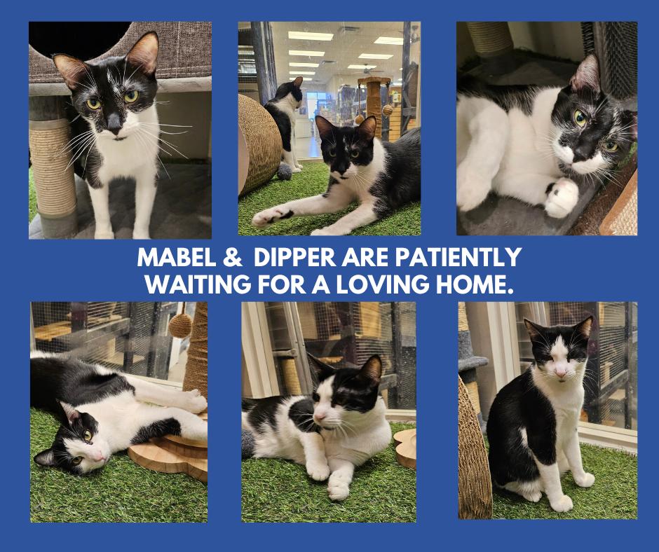 Enlarge Dipper Dash, a Adoptable Domestic Short Hair in South Elgin, IL image 1/6