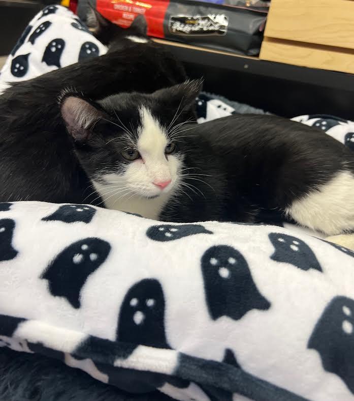Dipper & Mabel, a Adoptable Domestic Medium Hair in South Elgin, IL image 3/5