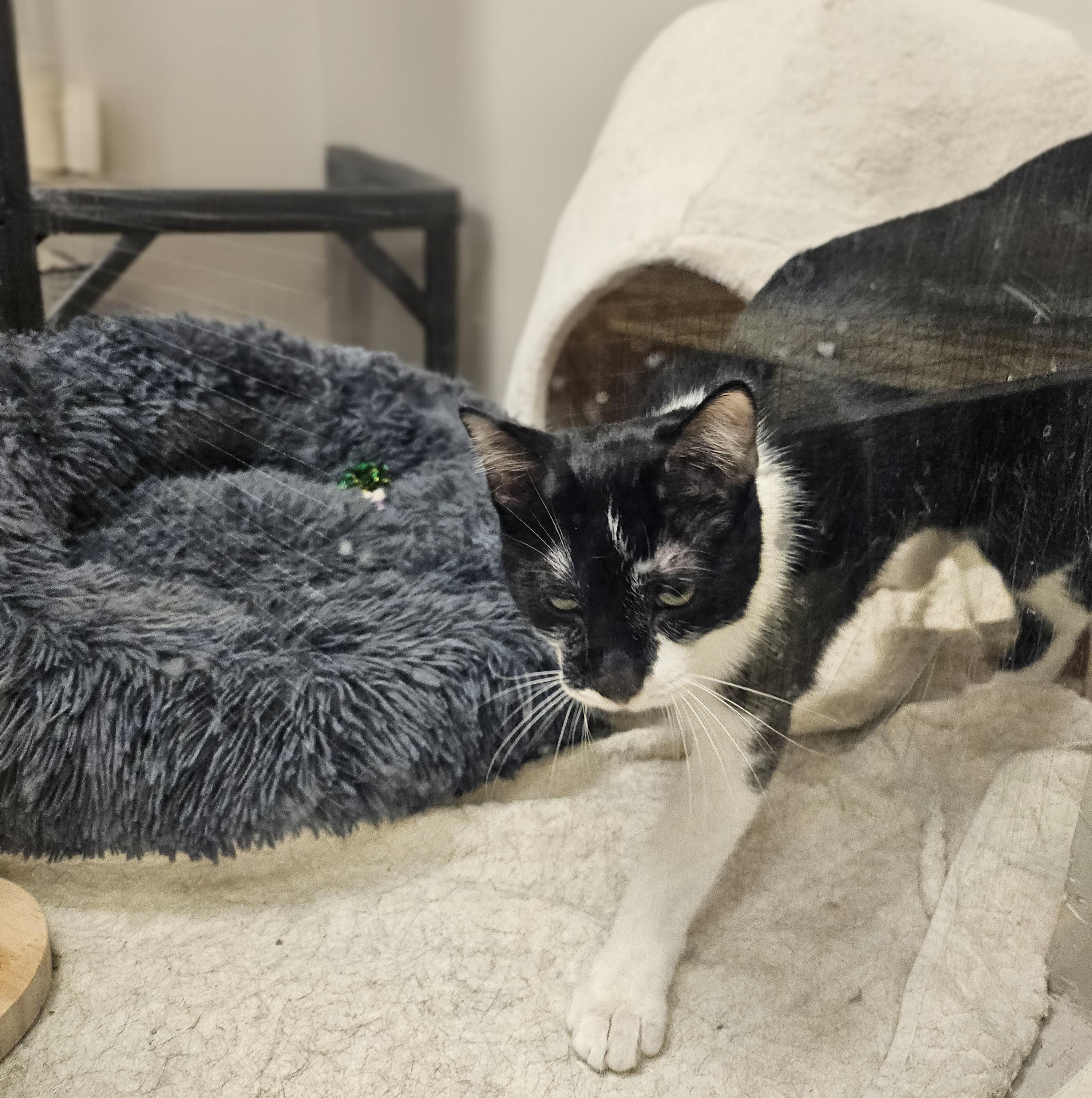 Enlarge Dipper & Mabel, a Adoptable Domestic Short Hair in South Elgin, IL image 1/6