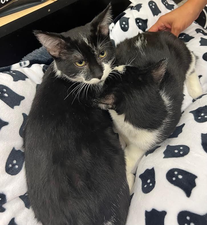Dipper & Mabel, a Adoptable Domestic Medium Hair in South Elgin, IL image 4/5