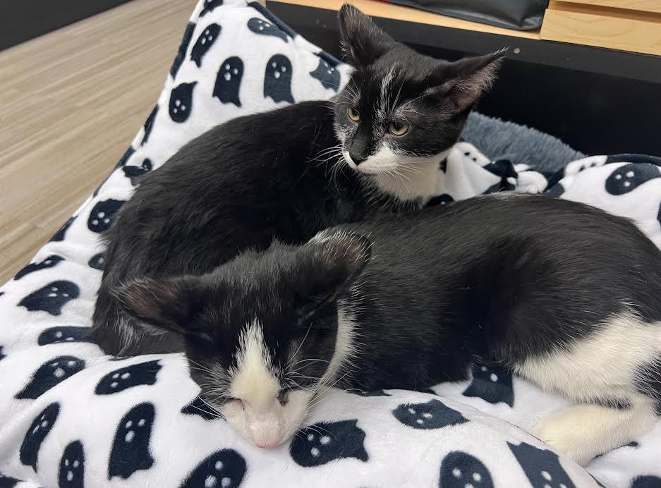 Dipper & Mabel, a Adoptable Domestic Medium Hair in South Elgin, IL image 5/5