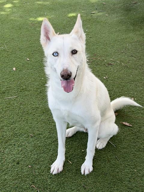 LUNA, Adoptable, Adult Female Siberian Husky.