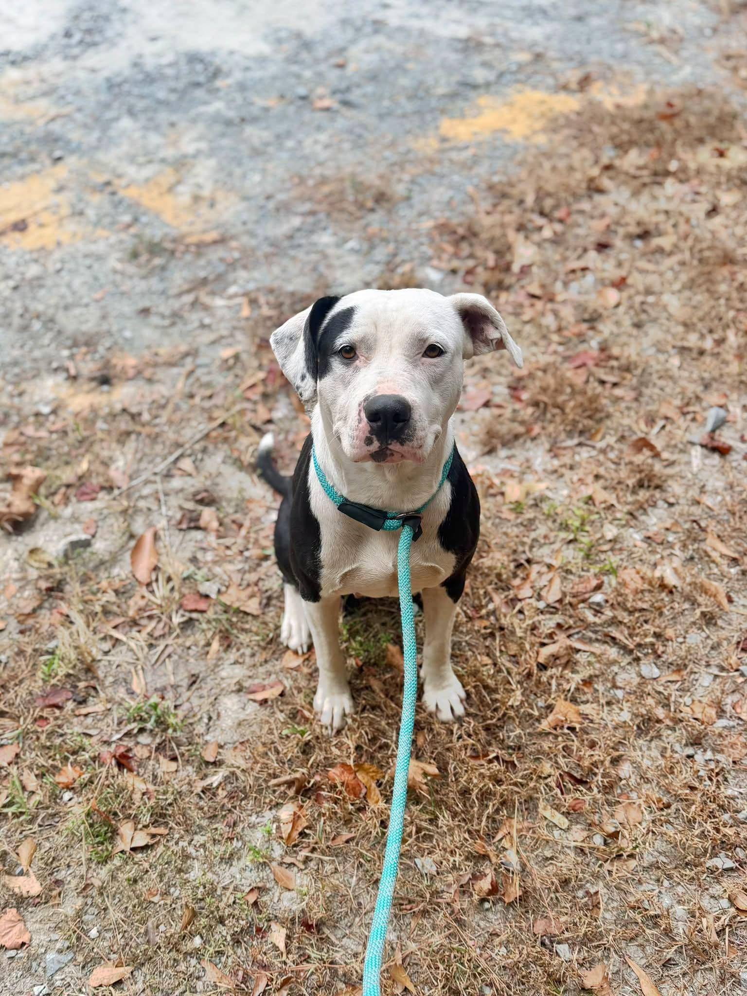 007, Adoptable, Adult Female Mixed Breed.