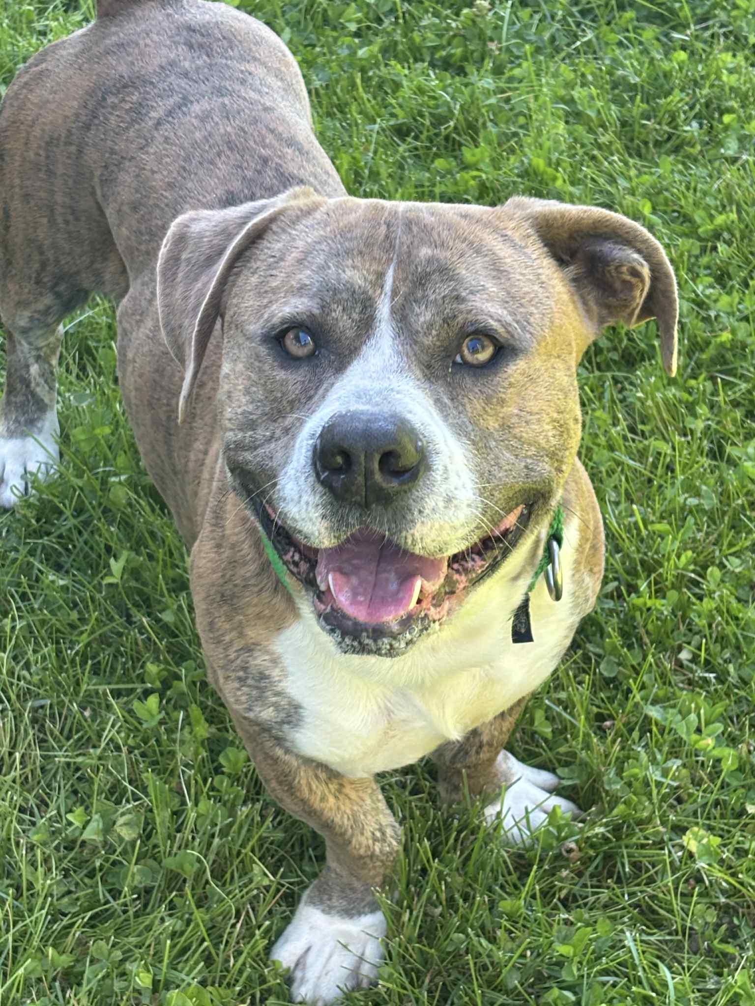 Enlarge Mr. Hotdog, a ADOPTABLE mixed breed in Southold, NY image 1/1
