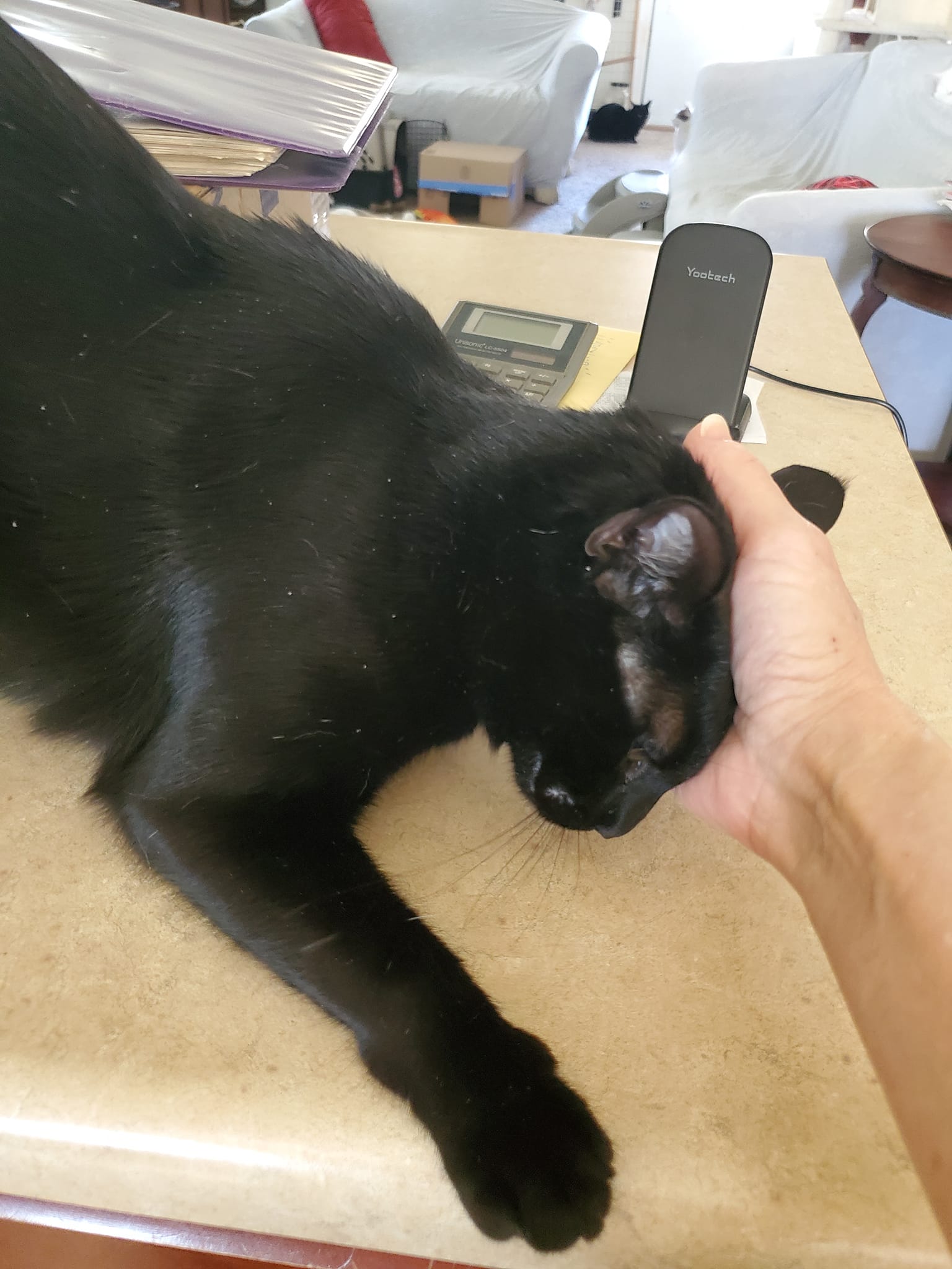 Enlarge Sabre, a Adoptable Domestic Short Hair in Keansburg, NJ image 3/5