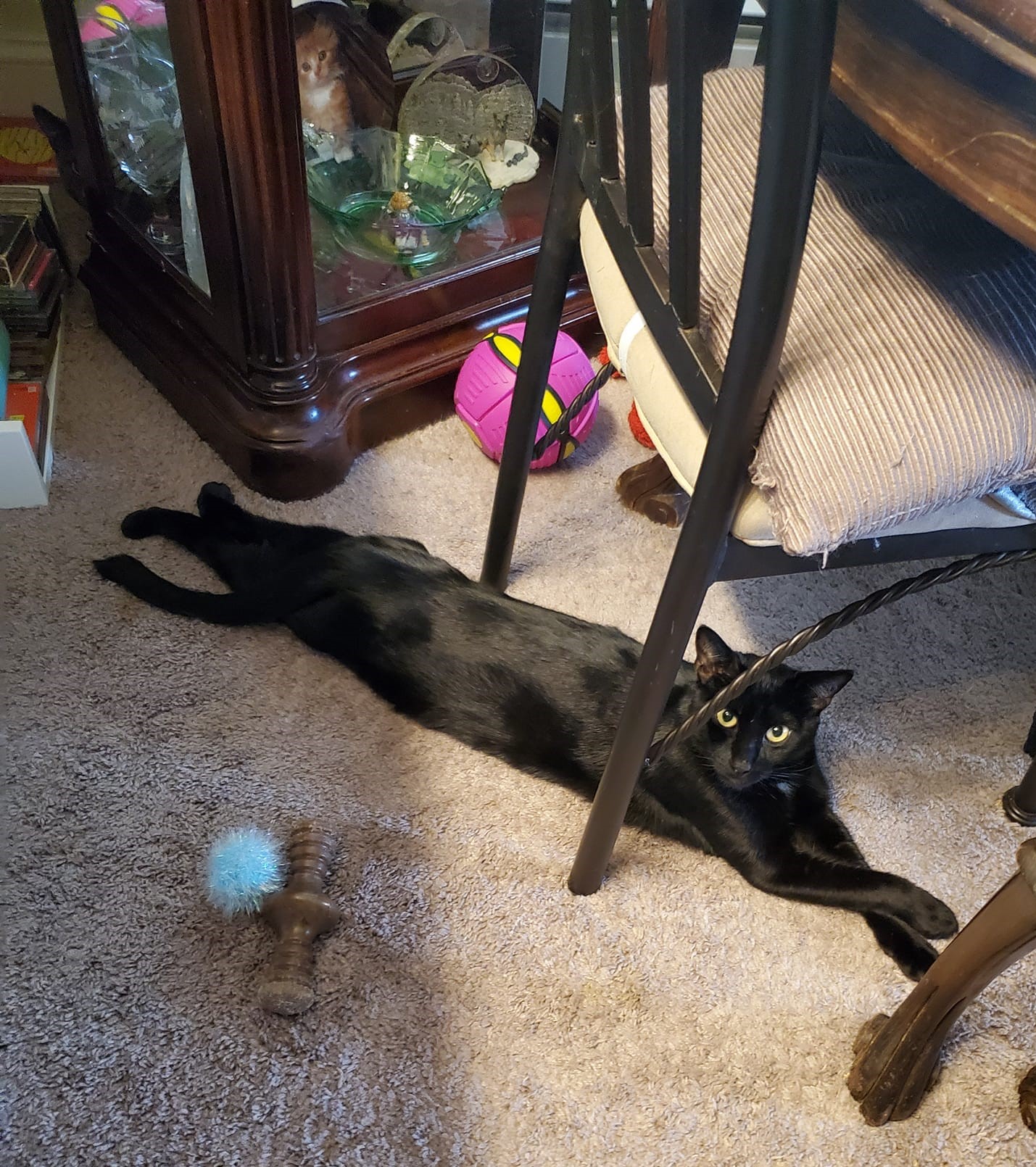 Sabre, Adoptable, Adult Male Domestic Short Hair.