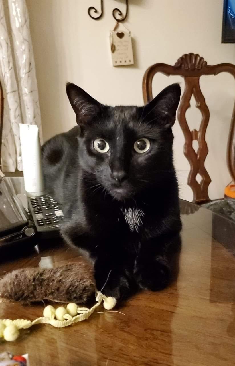 Enlarge Sabre, a Adoptable Domestic Short Hair in Keansburg, NJ image 5/5