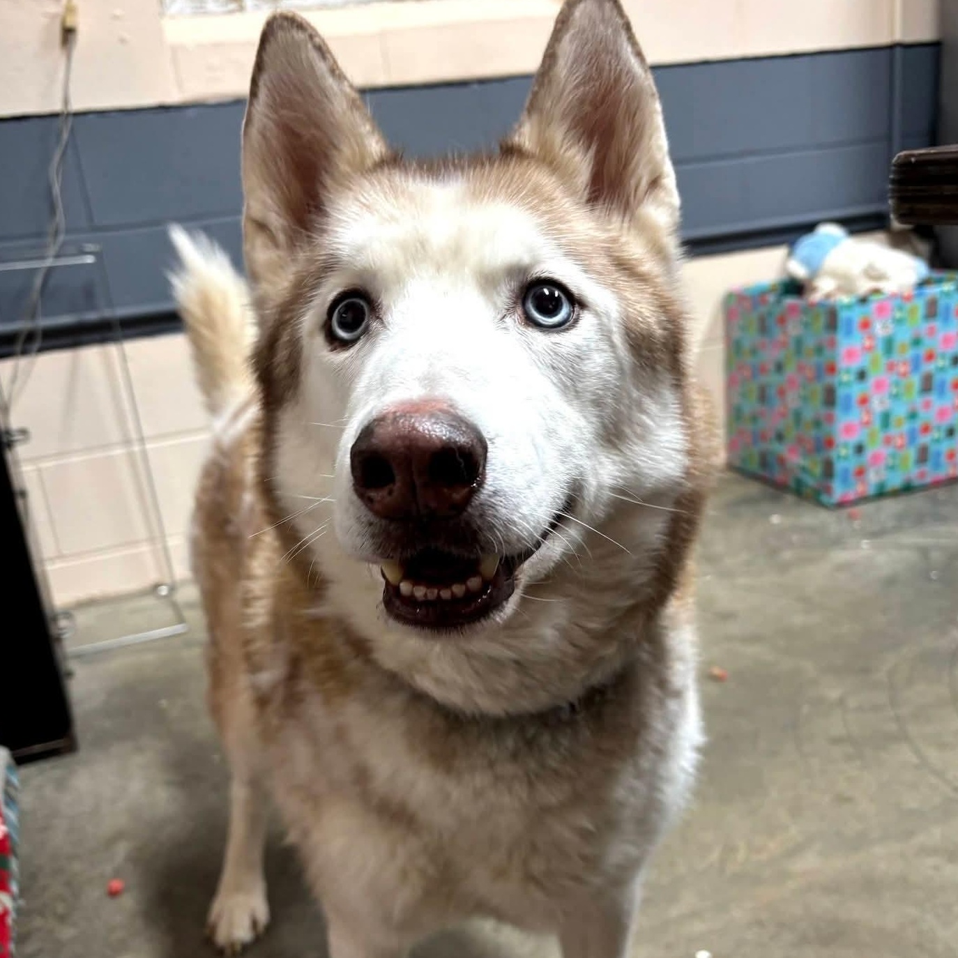 Rusty , an adopted Husky in Saint Marys, WV image 4/6