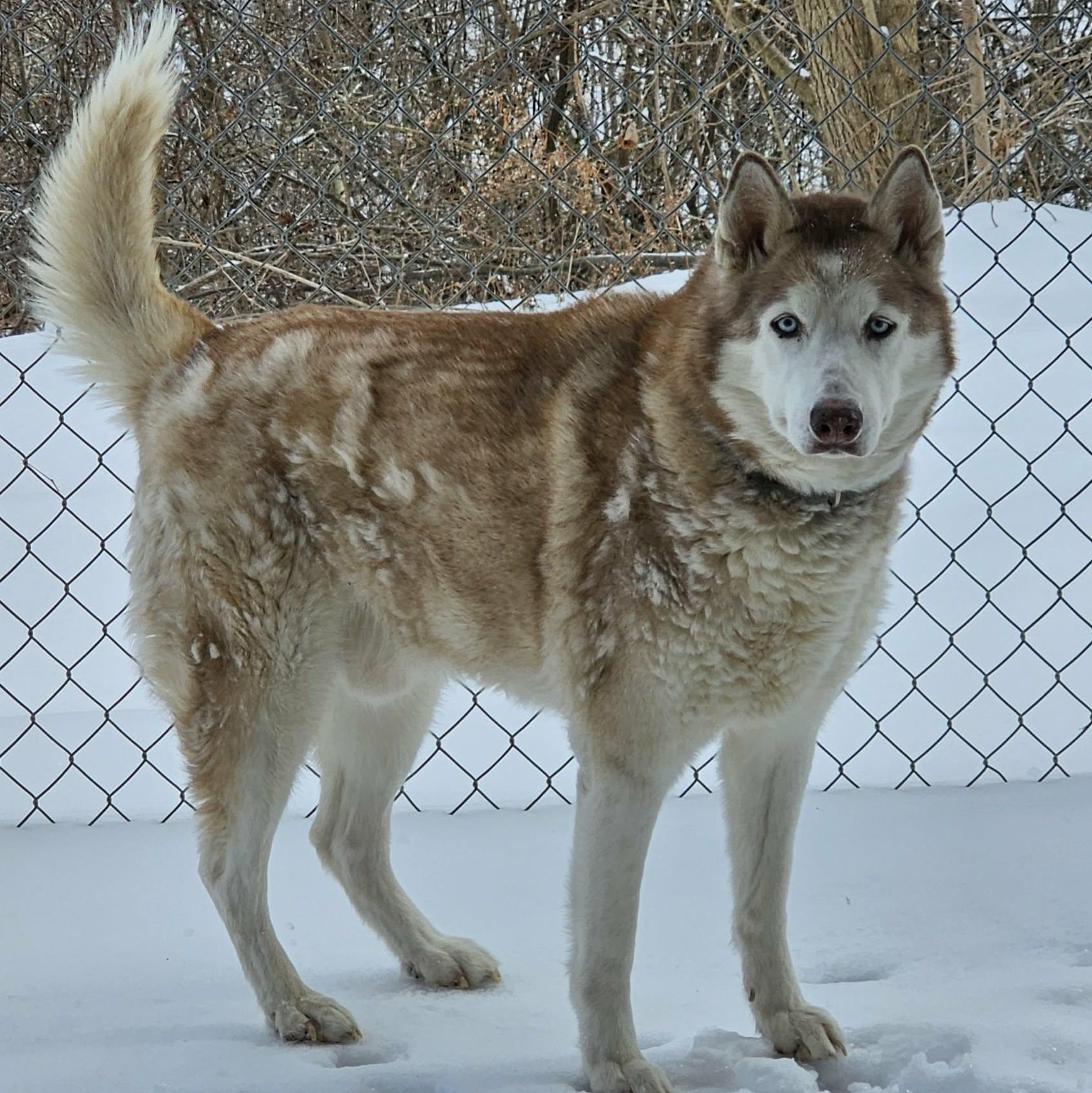 Rusty , an adopted Husky in Saint Marys, WV image 5/6