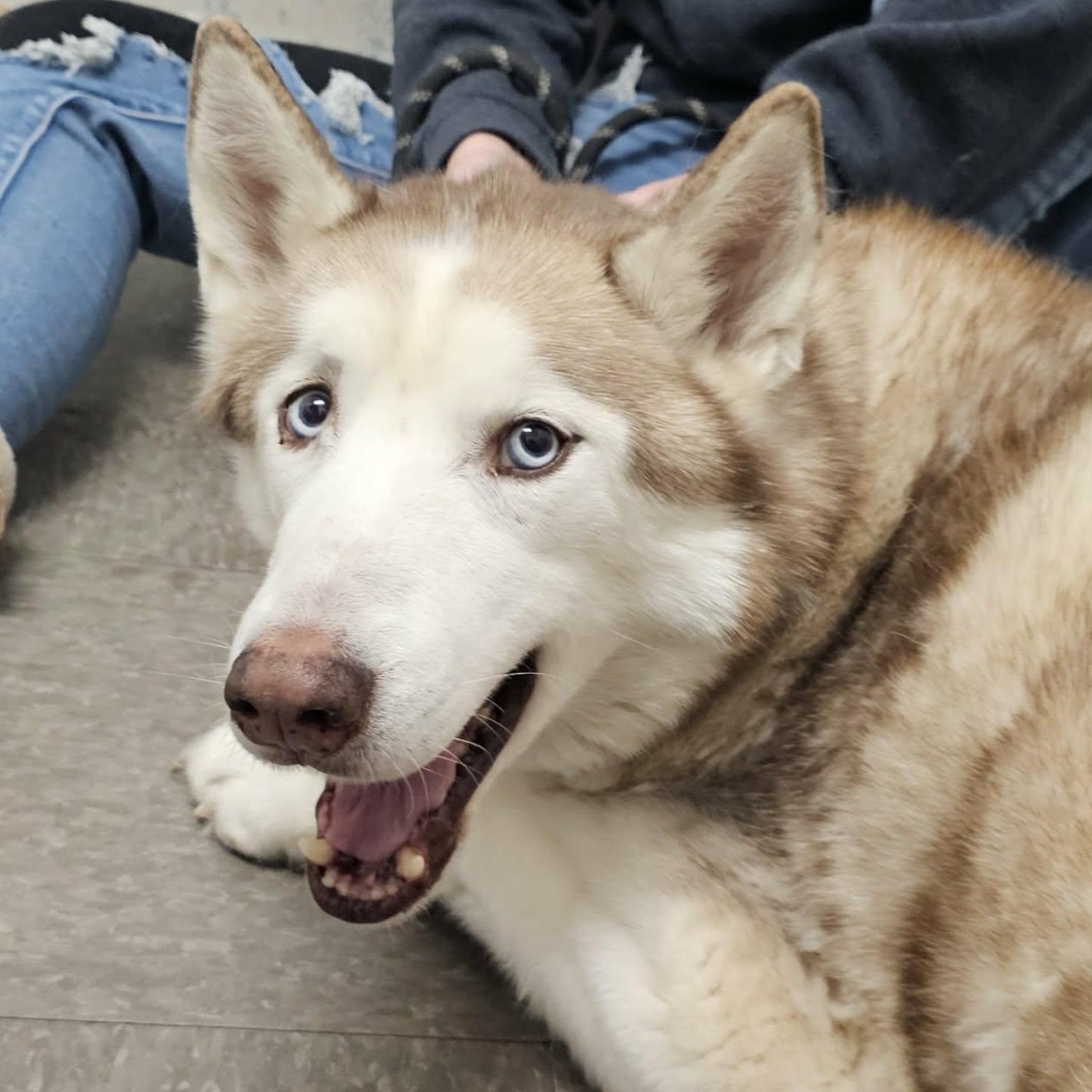 Rusty , an adopted Husky in Saint Marys, WV image 3/6