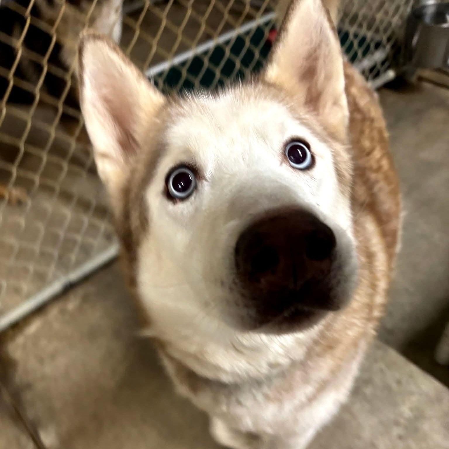 Rusty , adopted, Adult Male Husky.
