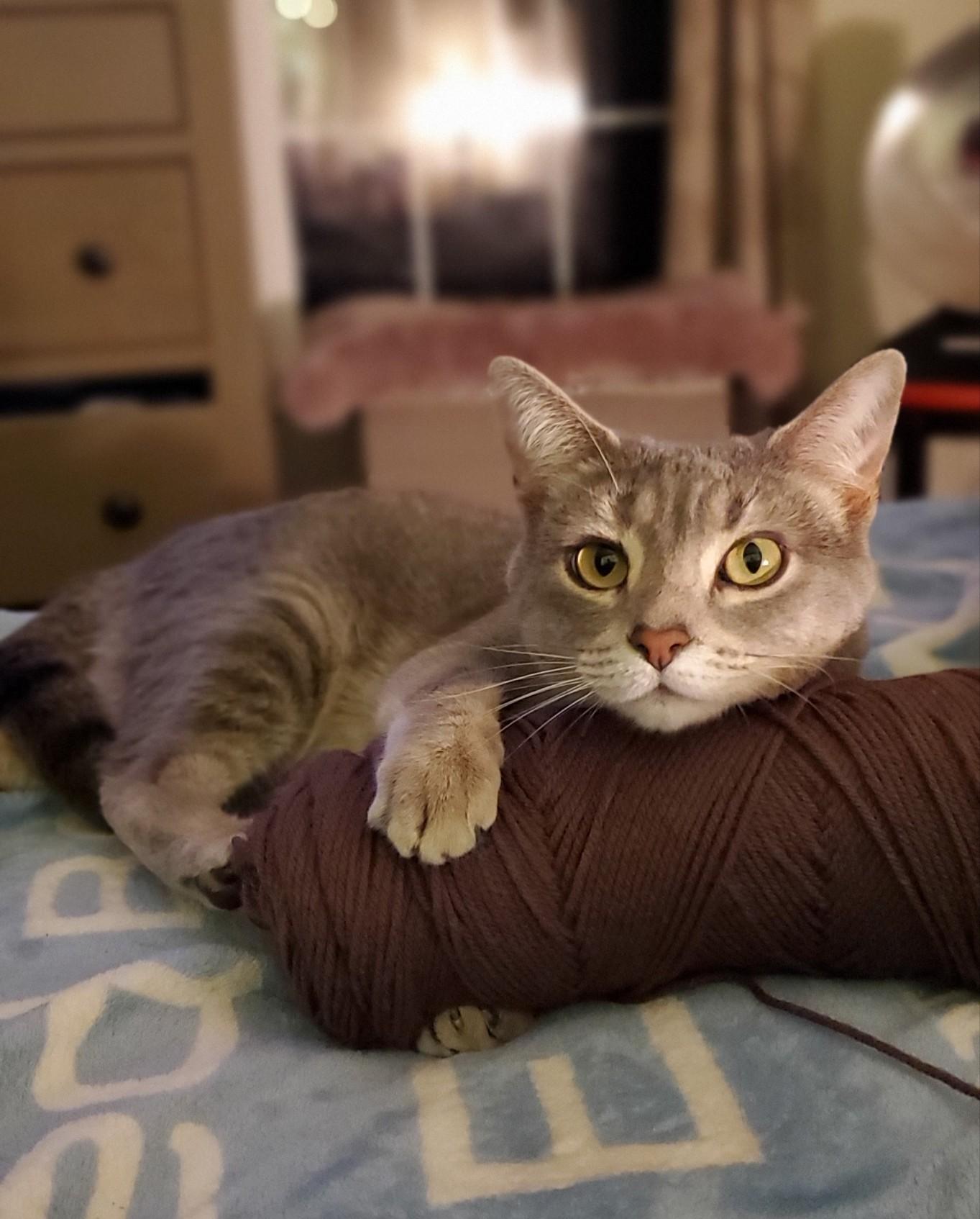 Lulu